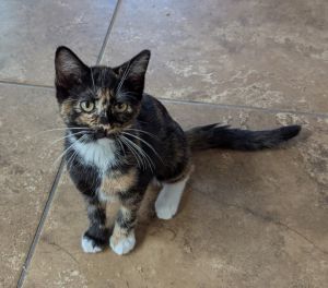 Elsa, Young Female unknown