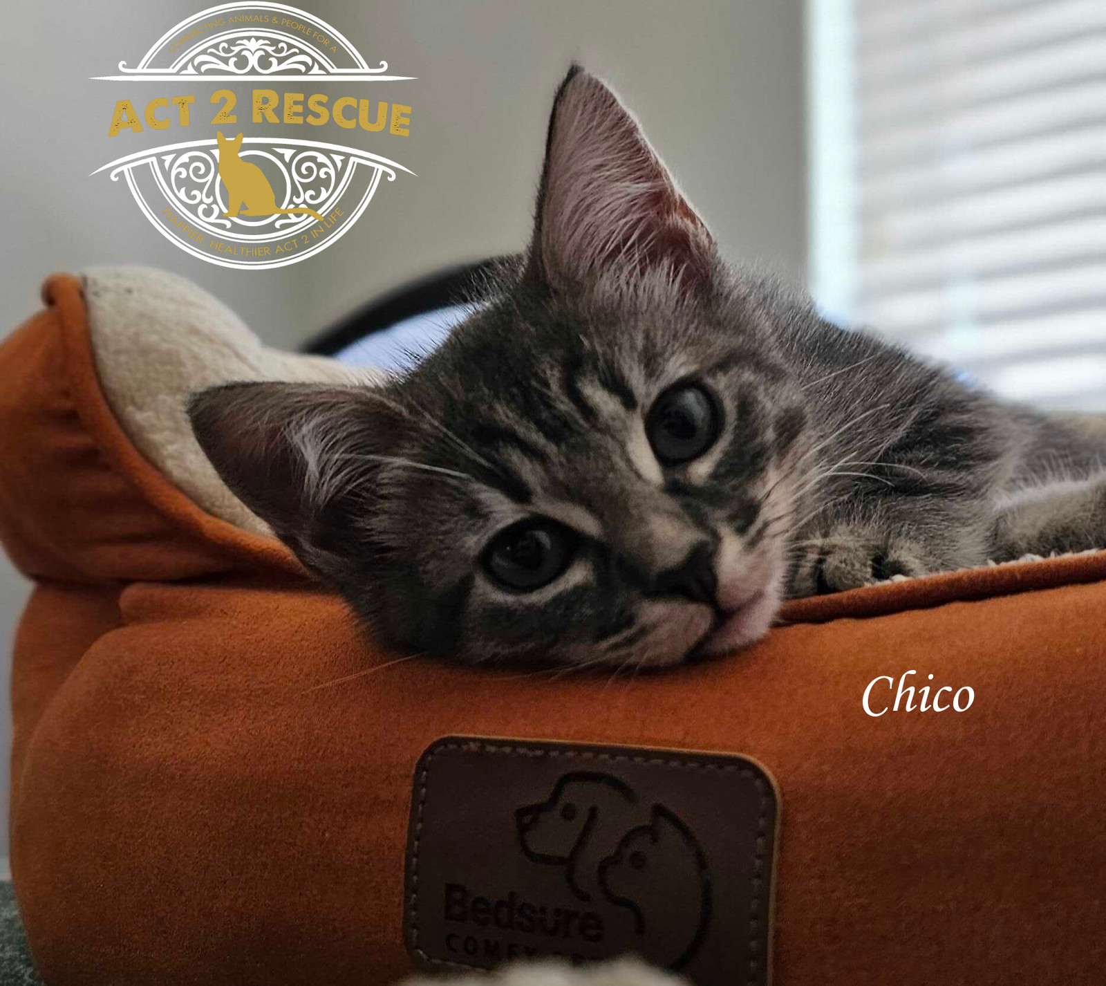 Chico