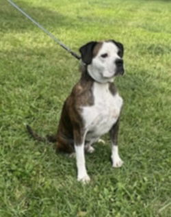 Amos, Adult Male unknown