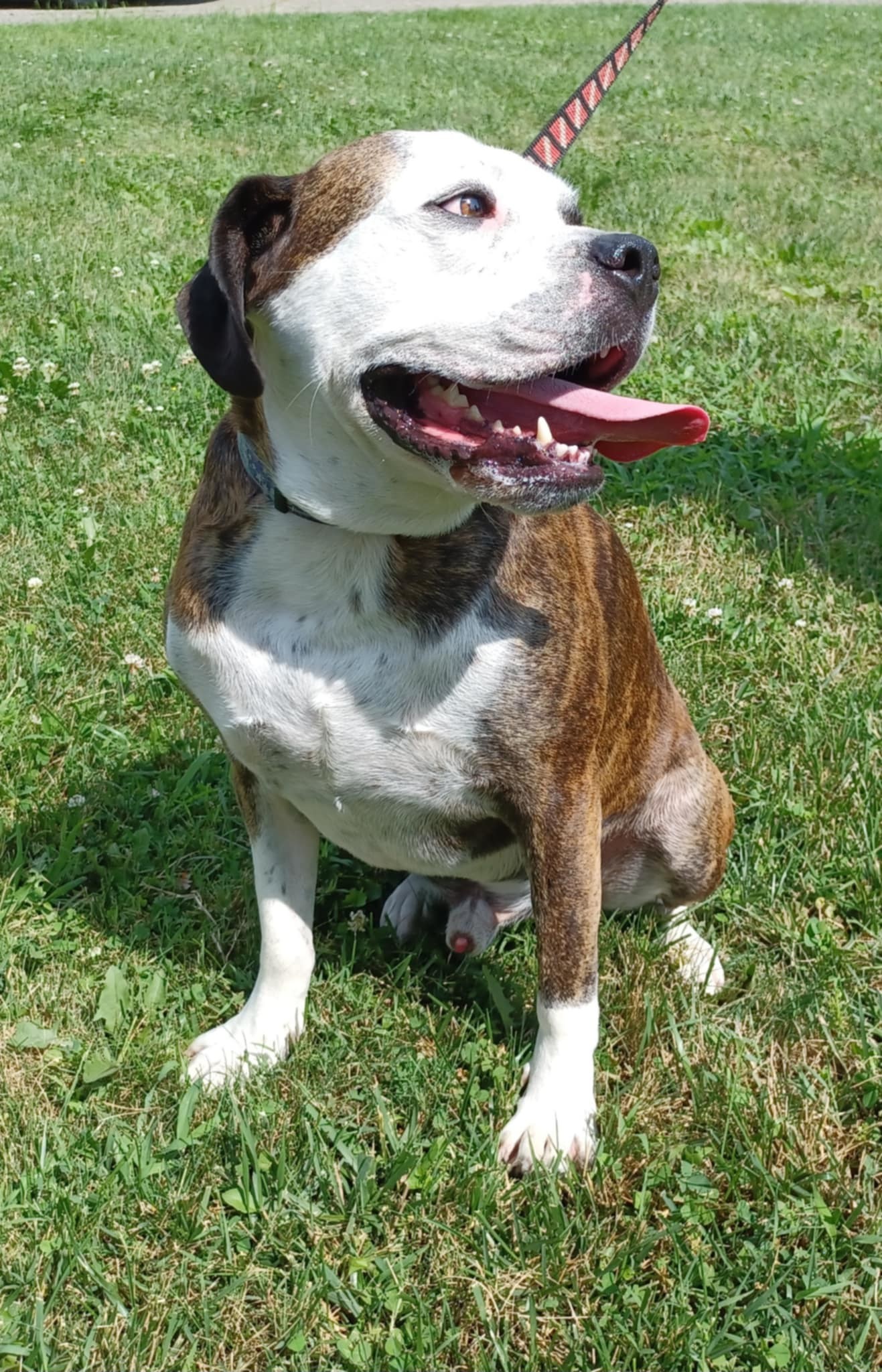 Amos