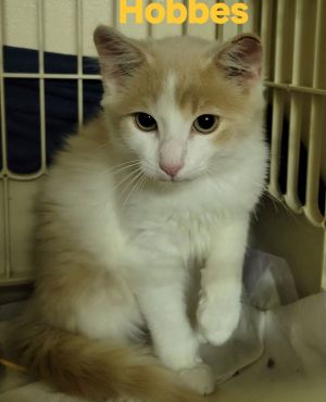 Hobbes, Young Male unknown