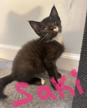 Saki, Baby Male unknown