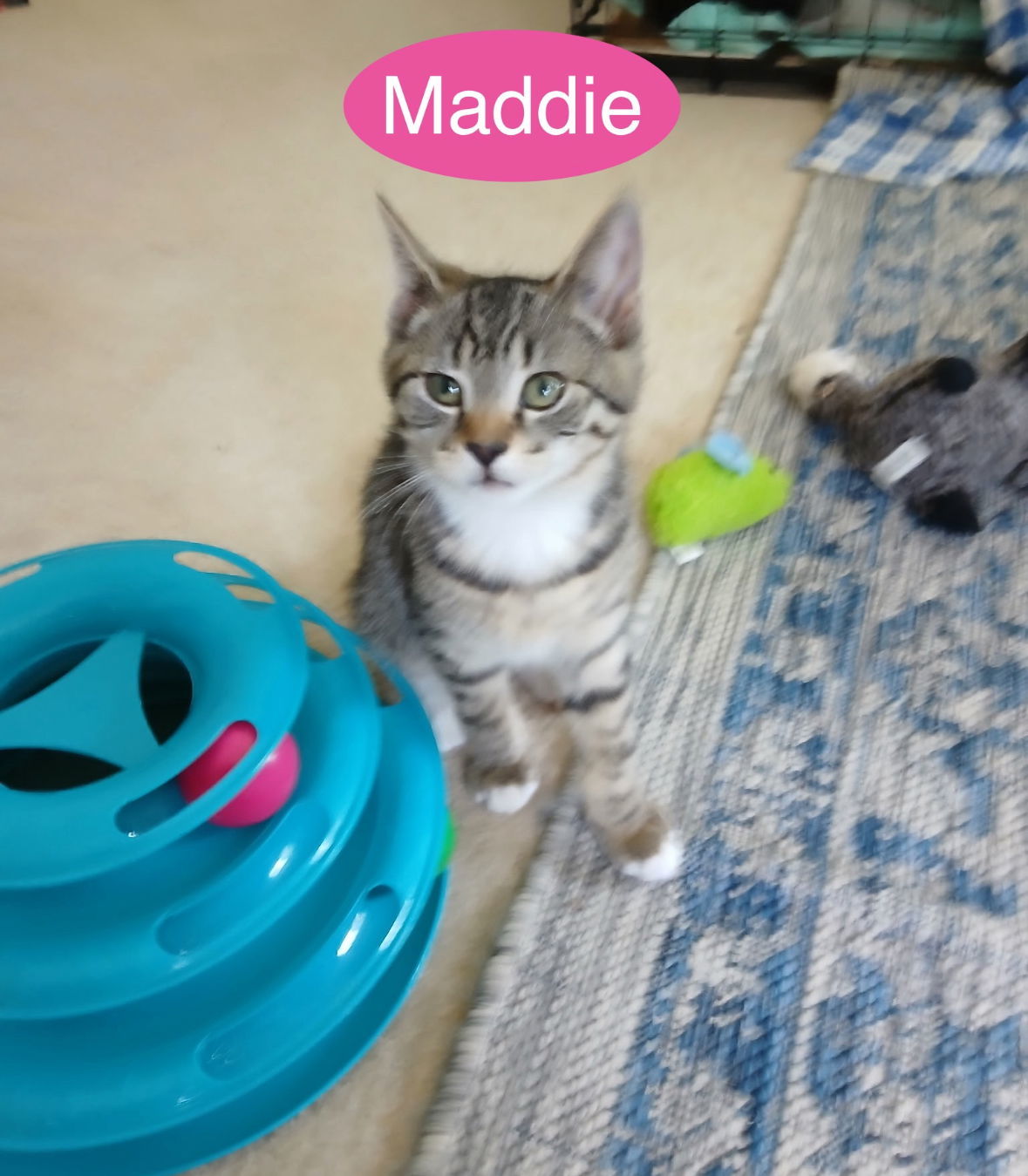 Maddie