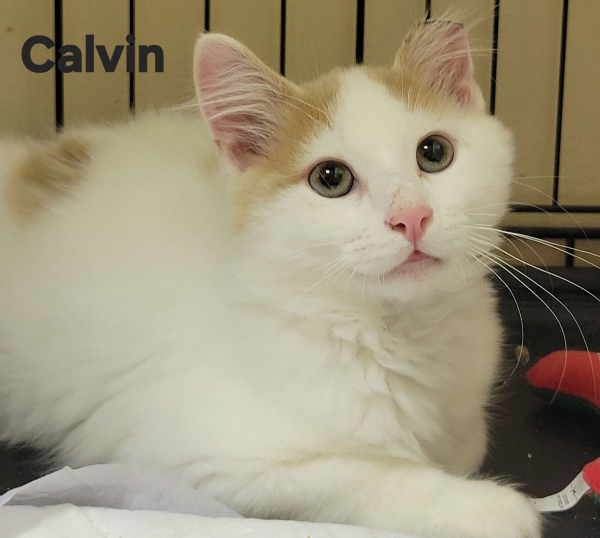 Calvin