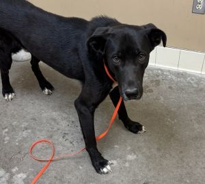 Primary Color Black Secondary Color White Weight 64lbs Age 1yrs 0mths 1wks Animal has been Neute