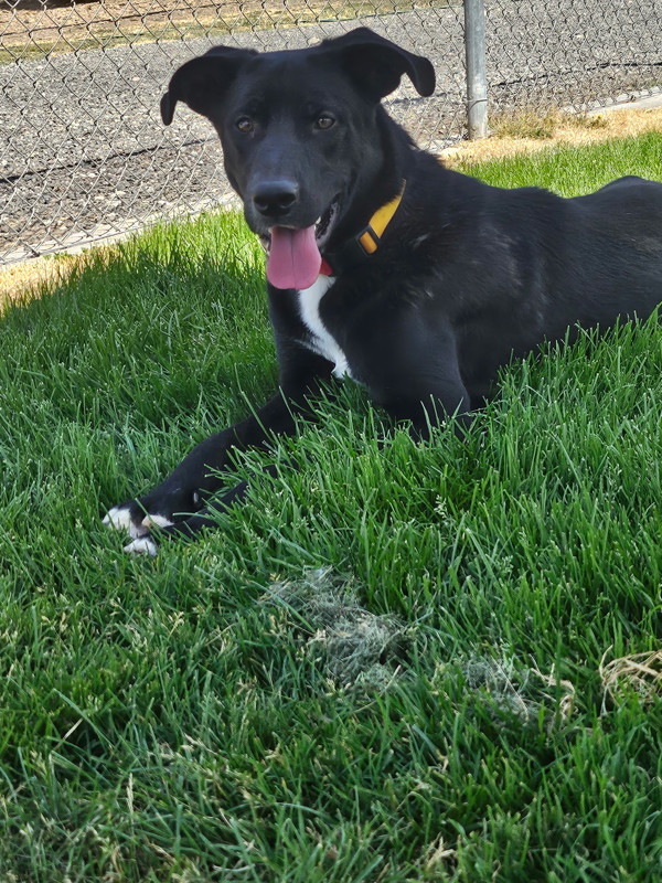 Kingston, an adoptable Mixed Breed in Spokane Valley, WA, 99212 | Photo Image 1