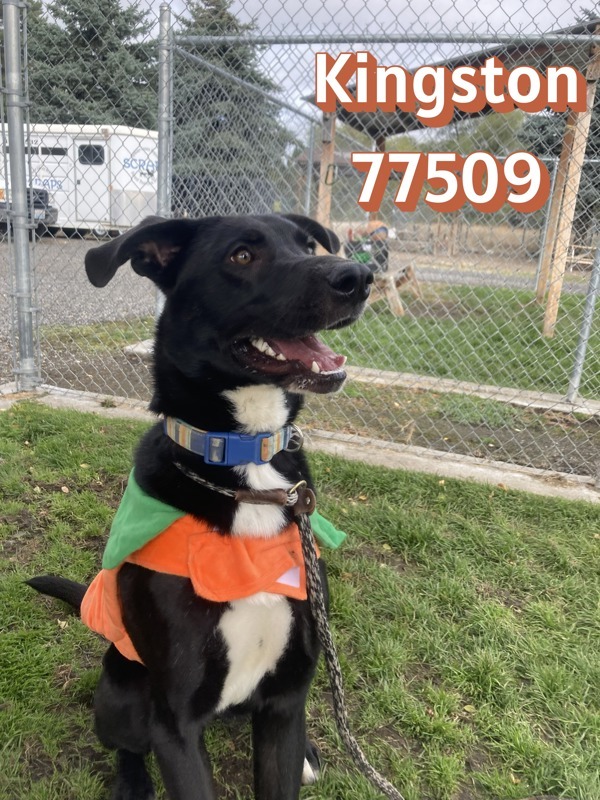Kingston, an adoptable Mixed Breed in Spokane Valley, WA, 99212 | Photo Image 1