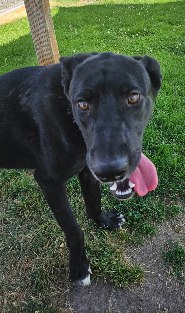 Kingston, an adoptable Mixed Breed in Spokane Valley, WA, 99212 | Photo Image 3