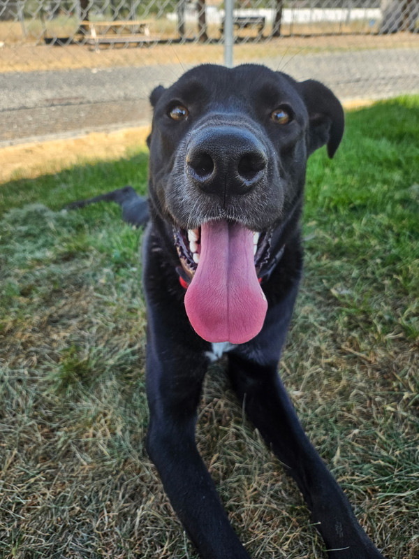 Kingston, an adoptable Mixed Breed in Spokane Valley, WA, 99212 | Photo Image 4