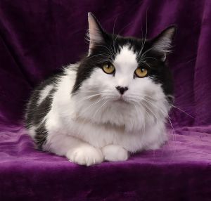 SKUNK Domestic Long Hair Cat