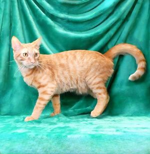 MYLO Domestic Short Hair Cat