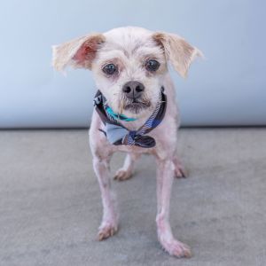 COMET Poodle Dog