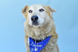 A5710188 Meet Tommy  a 9-year-old German Shepherd and the definition of a dist