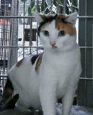 A5705637 Meet Ember This beautiful 6-year-old calico shorthair weighs 106 lbs and wears the most 