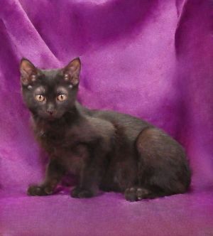 A5703962 Meet Lily This brave little explorer is just 13 weeks old and weighs 
