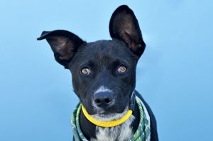 A5707540 Say hello to Oreo  a 5-month-old German Shepherd mix puppy as soft and sweet as his name