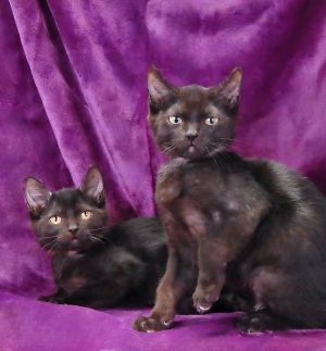 A5702418 Meet Sam This 9-week-old kitten may be small-just 16 lbs -but hes full of curiosity and