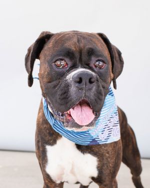A5709003 Credo is overwhelmed here at the shelter this is common with owner surrenders Poor sweet