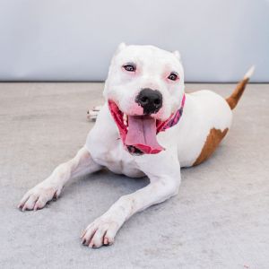 PATCHES, Adult Female unknown
