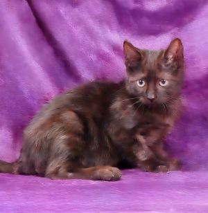 A5700774 Meet Dan This little guy might be tiny but hes packed with personality Dan came in as 
