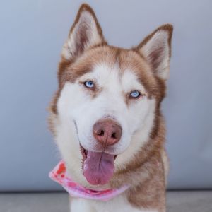 ROSIE, Adult Female unknown