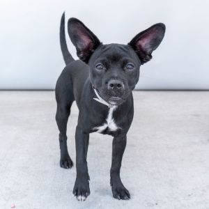 A5708652 Sunflower is an adorable puppy with a sleek black coat She has a sister here Zinnia A570