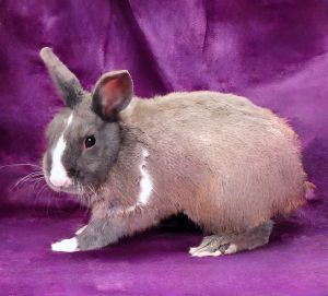 A5706049 Thumper is an adorable little bunny who arrived at the Care Center on June 12 and he is l