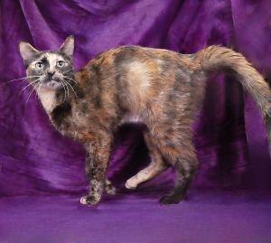 A5702818 Meet Meep This 2-year-old tortie queen is full of spunk sweetness and so much charm  S