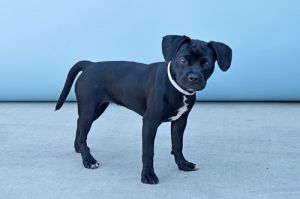 A5708651 Zinnia is an adorable puppy with a sleek black coat She has a sister here Sunflower A570