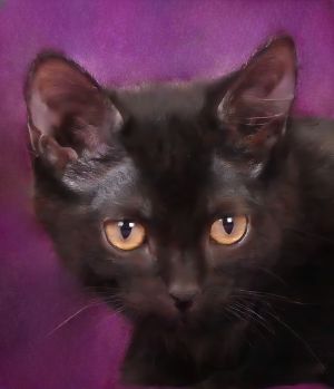 A5702419 Meet Jakie  This 9-week-old sweetheart is as tiny as she is tender-ju