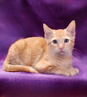 A5705857 Meet Jackson At just 13 weeks old and 21 lbs  Jackson is a bundle o
