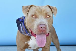 A5706308 Meet King A Lovable Prince Ready for His Forever Castle At just over a year old King is a