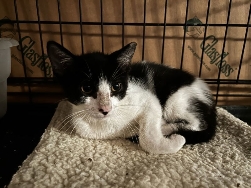 Ziva