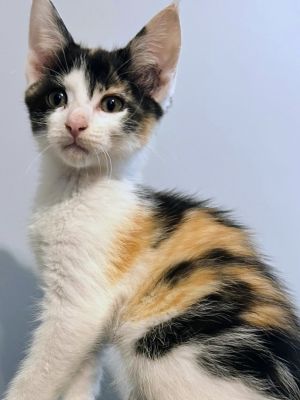 Bunny Domestic Short Hair Cat