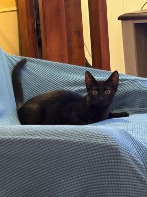 Felix (aka Velvet) Domestic Short Hair Cat