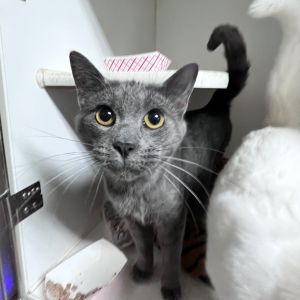 Zuko Domestic Short Hair Cat