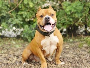 LOUIE, Adult Male unknown