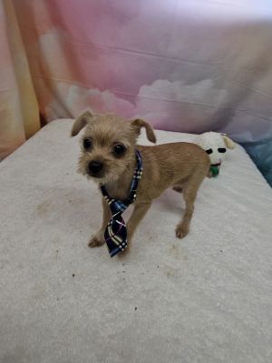 Adidas Brussels Griffon Dog