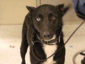 786751, Adult Female unknown