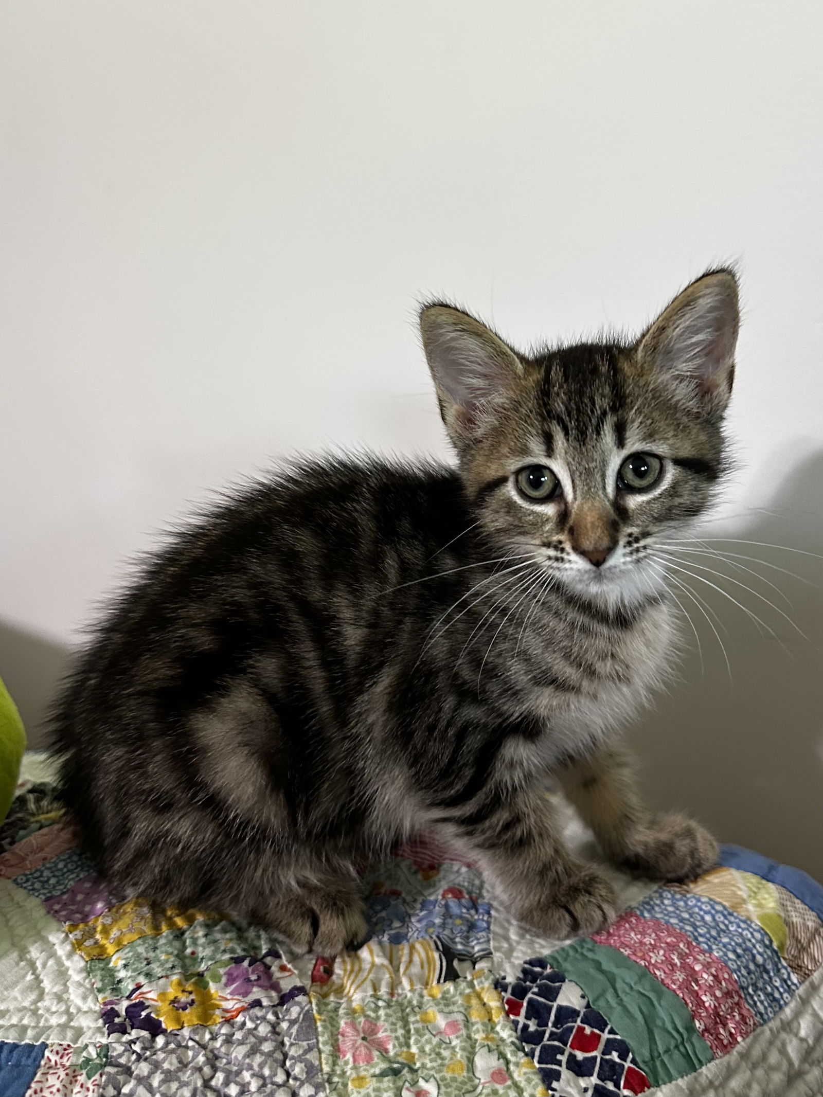 Arya