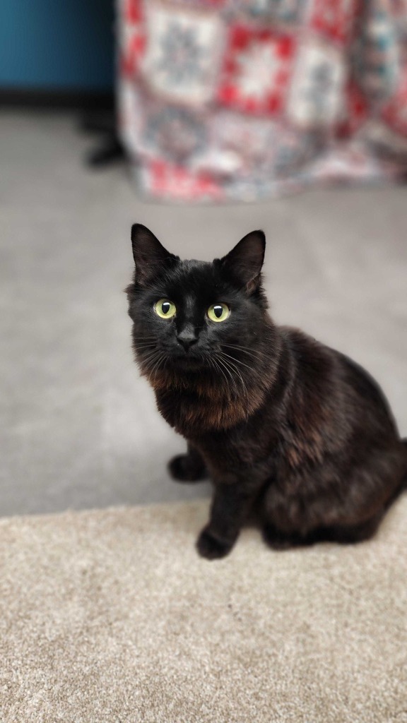 Kookie, an adoptable Domestic Long Hair in Minot, ND, 58702 | Photo Image 1