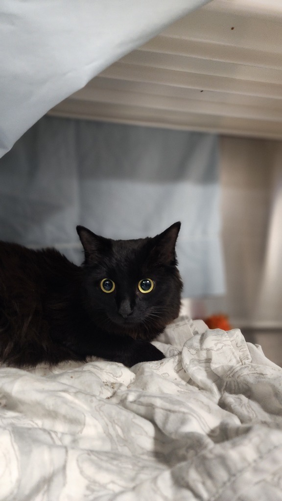 Kookie, an adoptable Domestic Long Hair in Minot, ND, 58702 | Photo Image 2