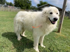 Zeus Great Pyrenees Dog