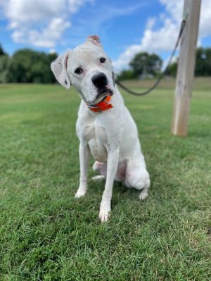 Bentley is a three-year-old male white boxer mix He was found on his own on Montvale Road with Bamb