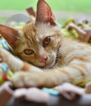 Finnley Domestic Short Hair Cat