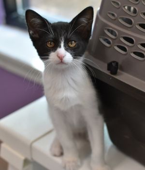 Clover Domestic Short Hair Cat