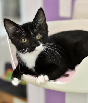 Hawthorne Domestic Short Hair Cat