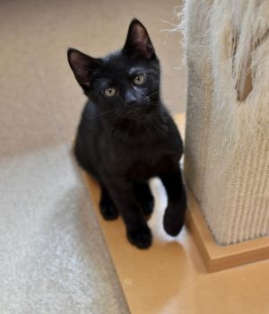 Duncan came to Good Mews from a local animal shelter with his siblings for a bet