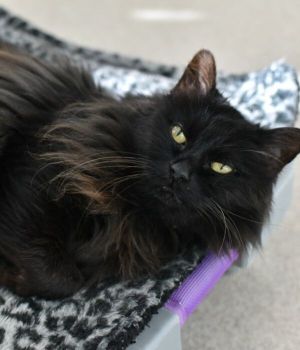 Michelle is part of the Kitty Keeper program Michelle transferred to us from Cobb County Animal Ser