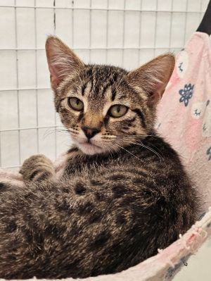 Clyde, Young Male unknown